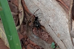 Traumatomutilla vidua