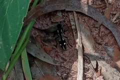 Traumatomutilla vidua