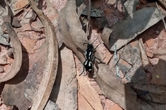 Traumatomutilla vidua