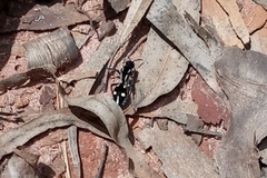 Traumatomutilla vidua