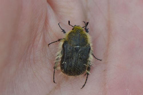 Apple Blossom Beetle photo 2