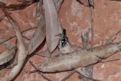 Traumatomutilla vidua