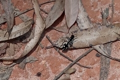 Traumatomutilla vidua