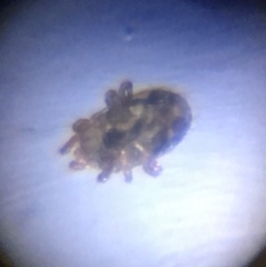 Ornithonyssus sylviarum