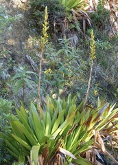 Cipuropsis hospitalis