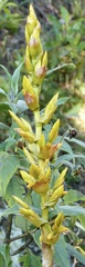 Cipuropsis hospitalis