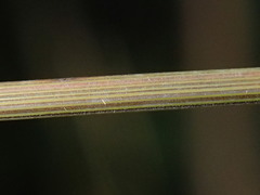 Poa clelandii