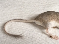 Chaetodipus penicillatus