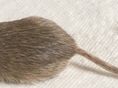 Chaetodipus penicillatus