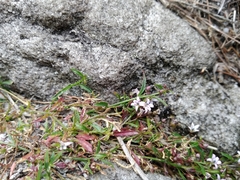 Lobelia eckloniana