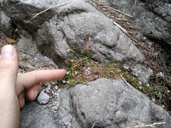 Lobelia eckloniana