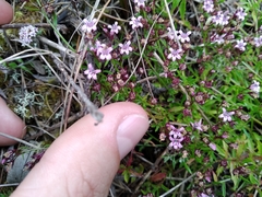 Lobelia eckloniana