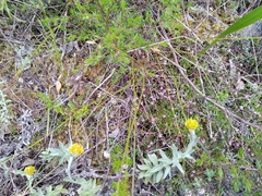 Lobelia eckloniana