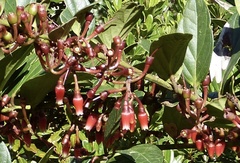Macleania robusta