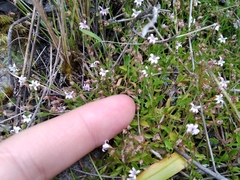 Lobelia eckloniana