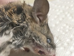 Peromyscus eremicus