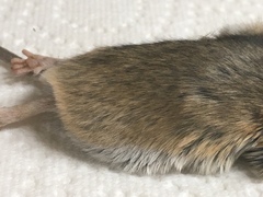 Peromyscus eremicus