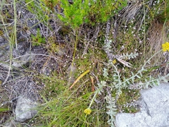 Lobelia eckloniana