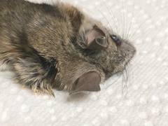 Peromyscus eremicus