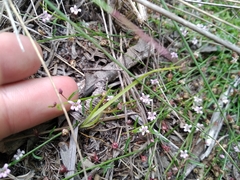 Lobelia eckloniana