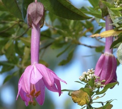 Passiflora cumbalensis