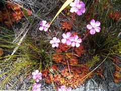 Drosera cuneifolia