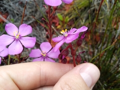 Drosera cuneifolia