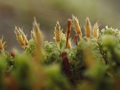 Ulota bruchii
