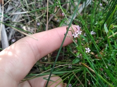 Lobelia eckloniana