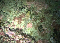 Gobius xanthocephalus