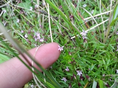 Lobelia eckloniana