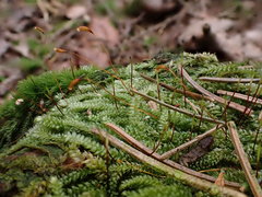 Herzogiella seligeri