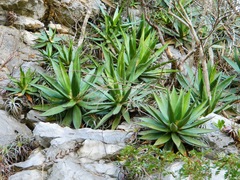 Agave calciphila