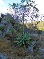 Agave calciphila