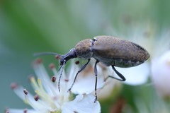 Mycterus curculioides