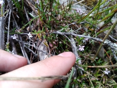 Lobelia eckloniana