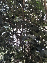 Garcinia macrophylla