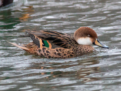 Anas bahamensis × georgica