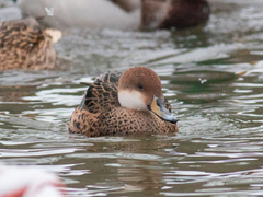 Anas bahamensis × georgica