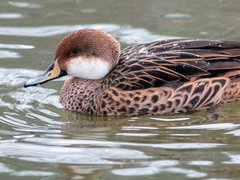 Anas bahamensis × georgica