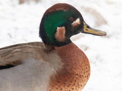 Anas crecca × platyrhynchos