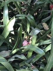 Billbergia pyramidalis