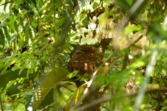 Batrachostomus moniliger