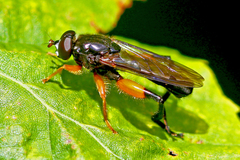 Chalcosyrphus curvaria