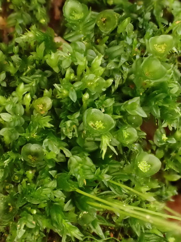 Tetraphis