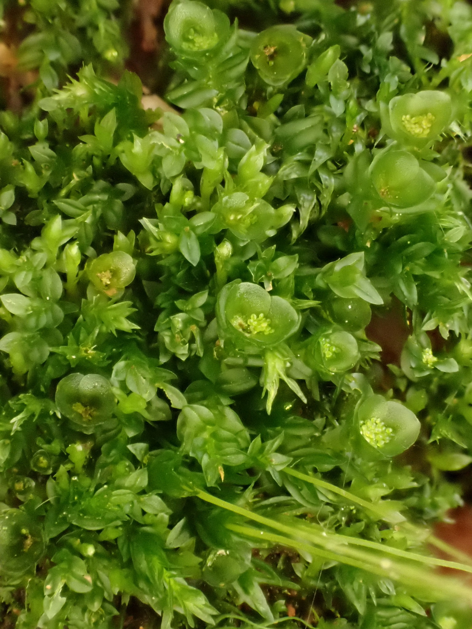 Tetraphis