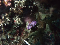 Prostheceraeus roseus