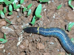 Uropeltis