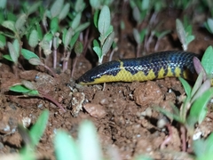 Uropeltis