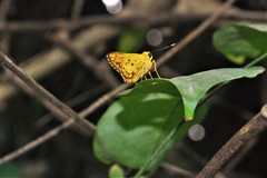 Salanoemia tavoyana